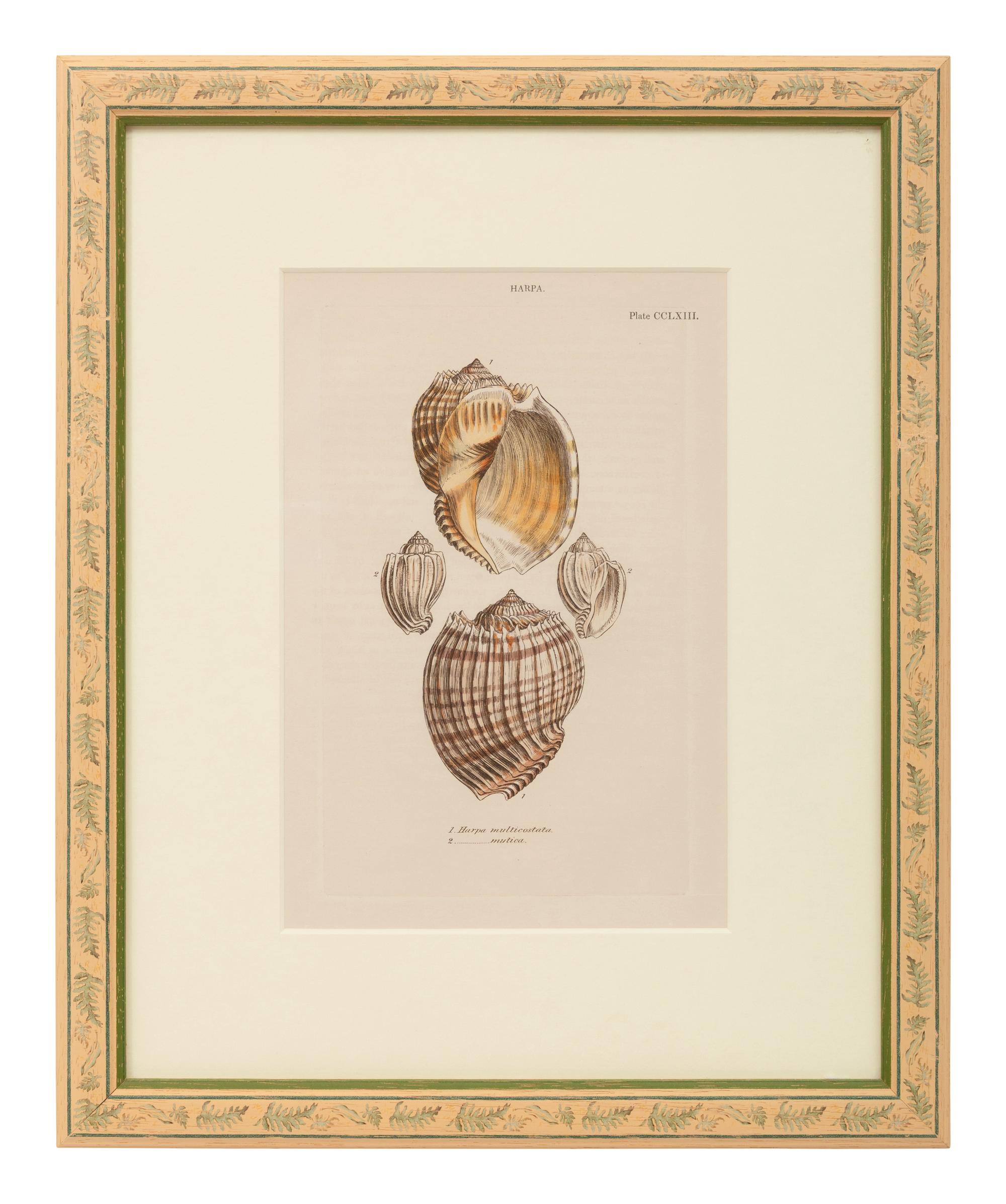 Conchologica Systematica: Eight Plates , 1841