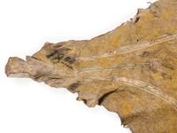 Early Southern Plains Painted Buffalo Hide Robe, Likely Comanche