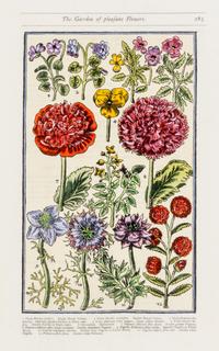 PARKINSON, JOHN. Group of eight handcolored facsimile etchings. (1910).