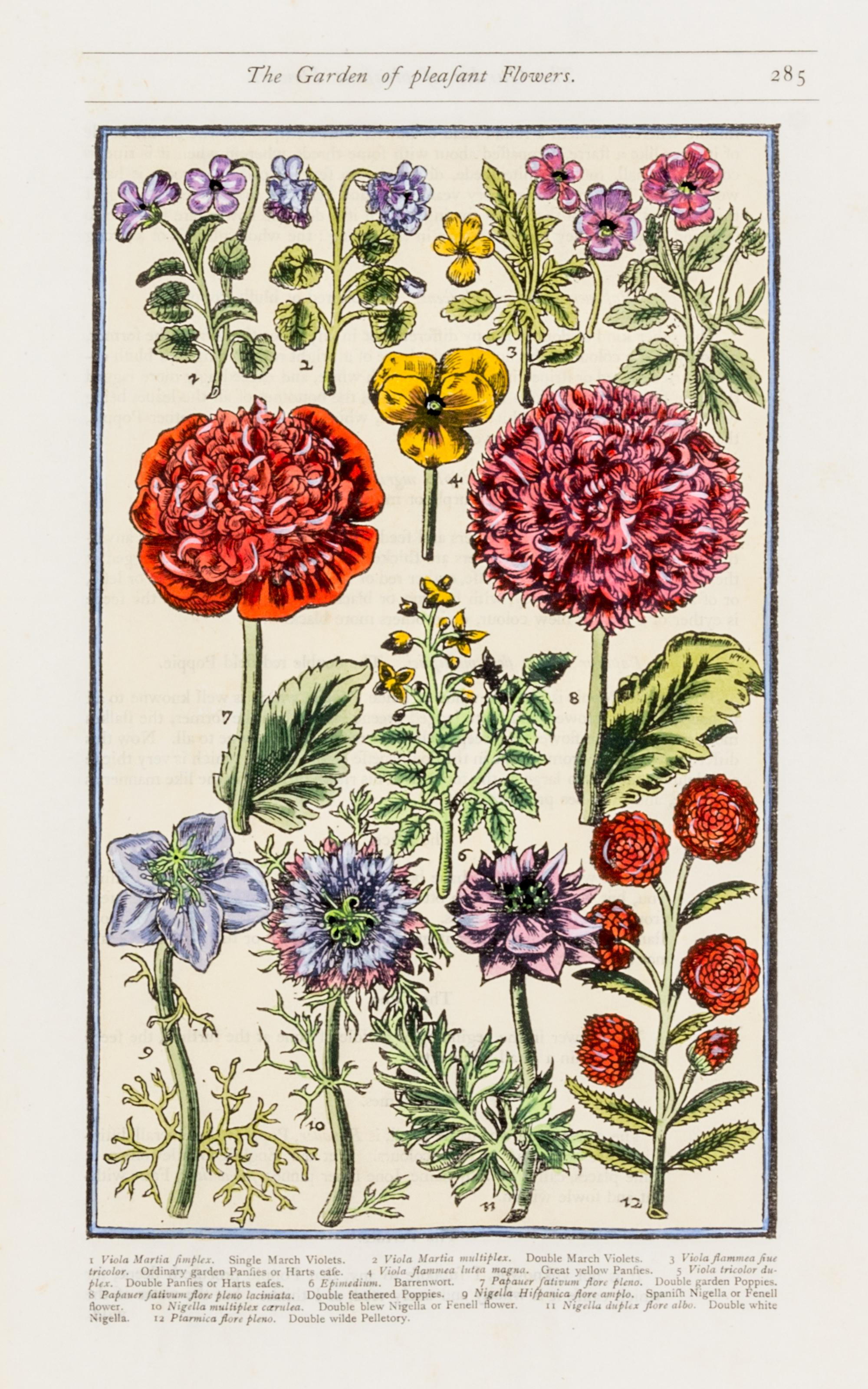 PARKINSON, JOHN. Group of eight handcolored facsimile etchings. (1910).