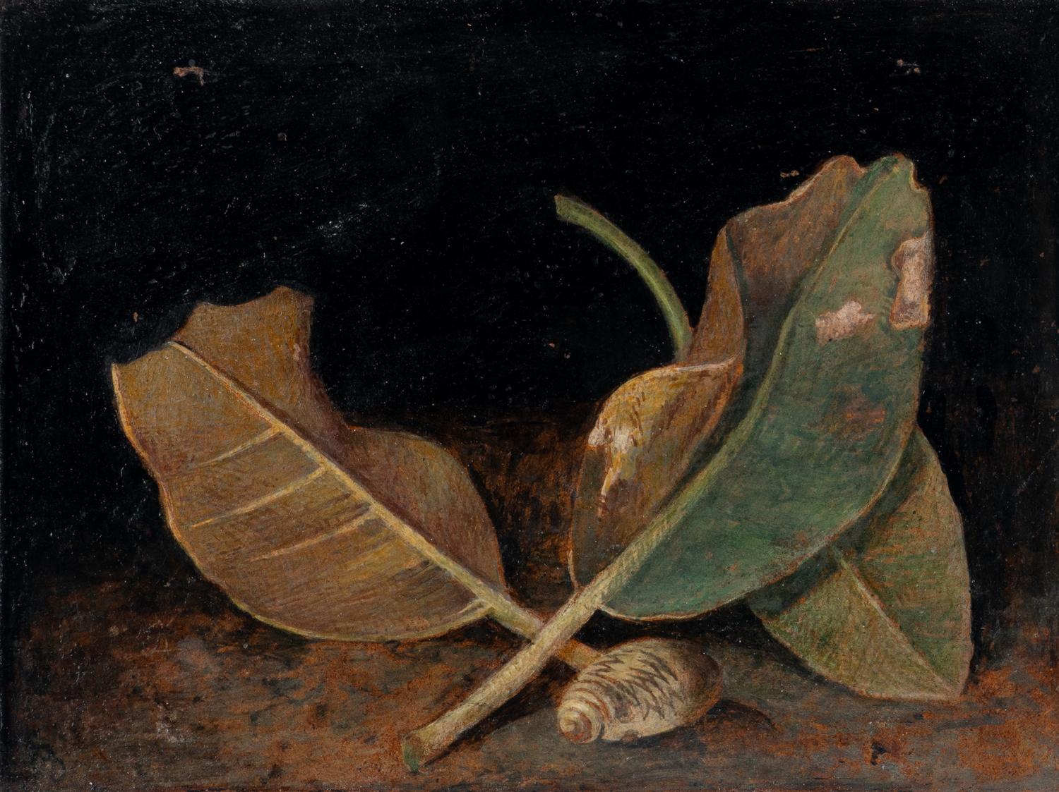 Magnolia Leaves and Shell and Tiger Moth and Nettle (two works), 1971