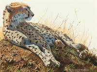 Cheetah , 2010