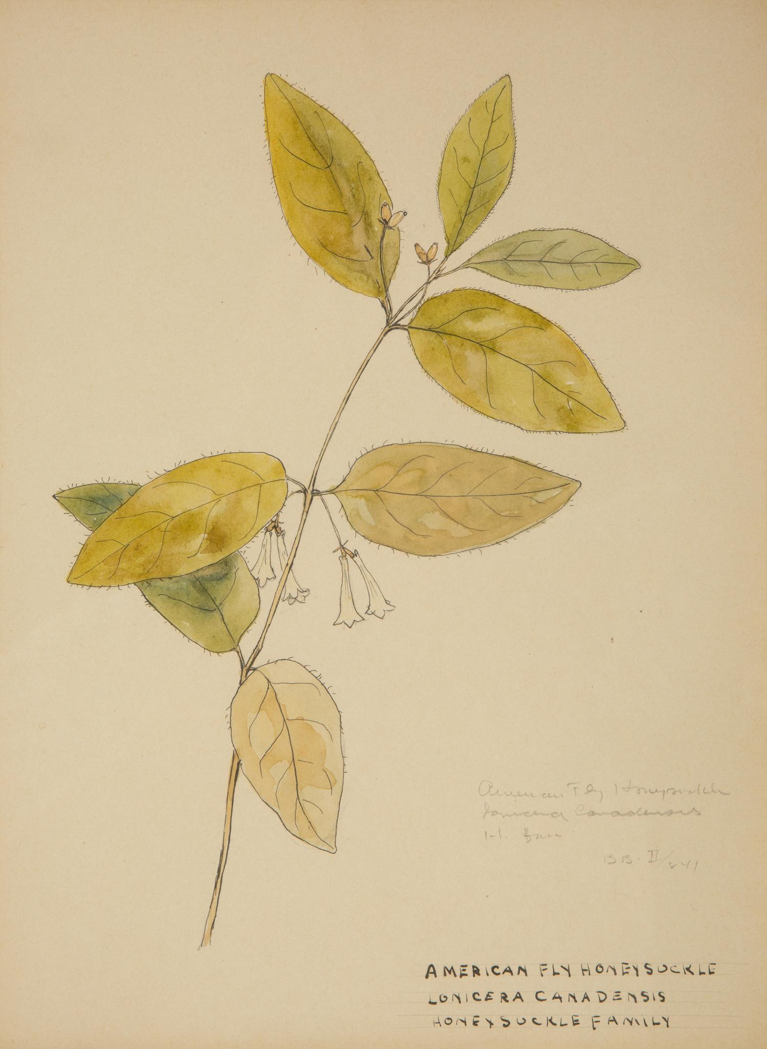 Eighteen Botanical Watercolors