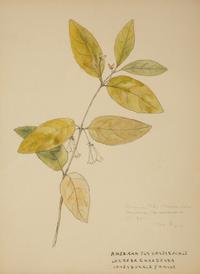 Eighteen Botanical Watercolors