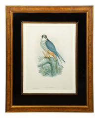Nine Ornithological Color Lithographs from John Goulds Birds of Great Britain — 19TH CENTURY