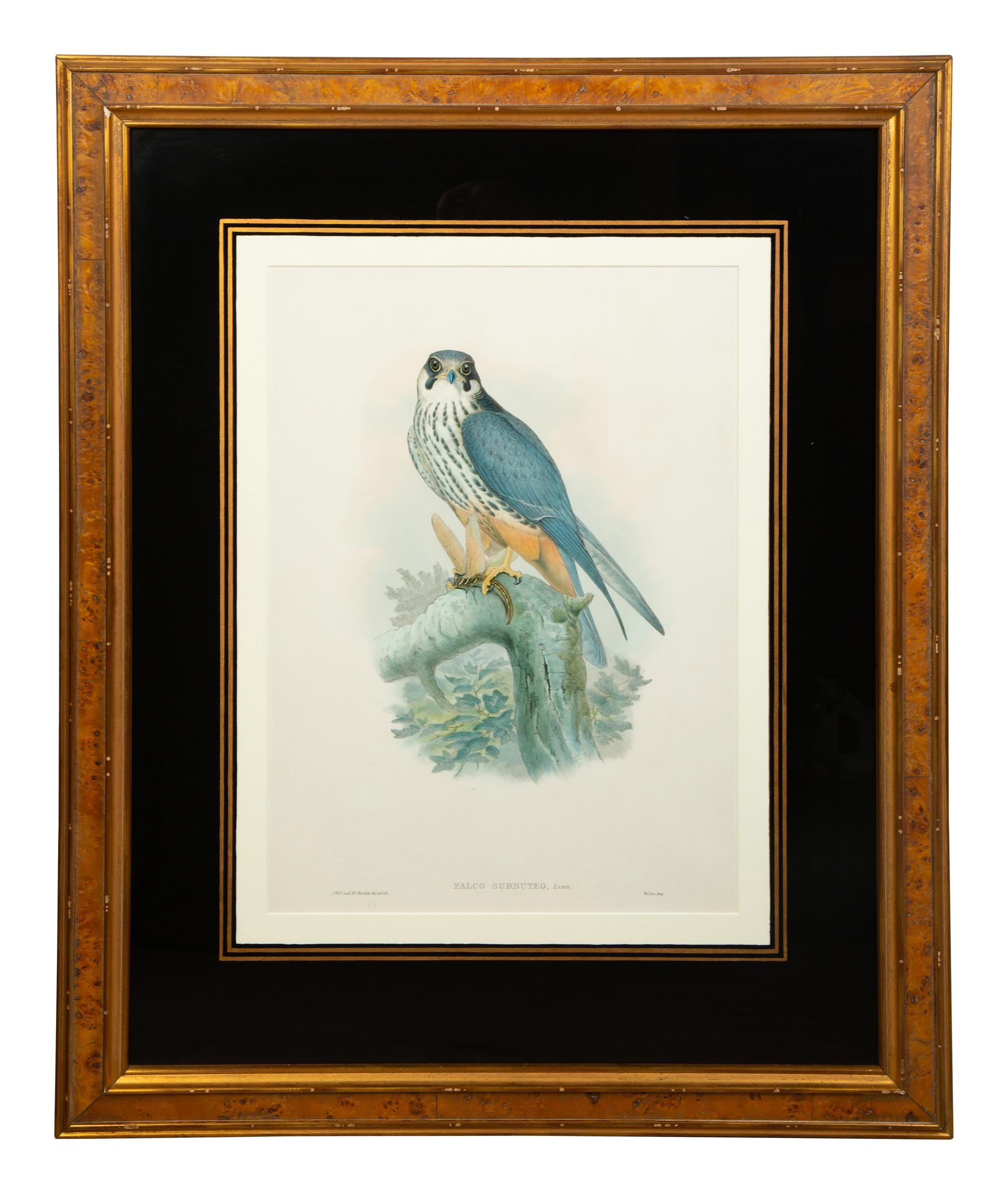 Nine Ornithological Color Lithographs from John Goulds Birds of Great Britain — 19TH CENTURY