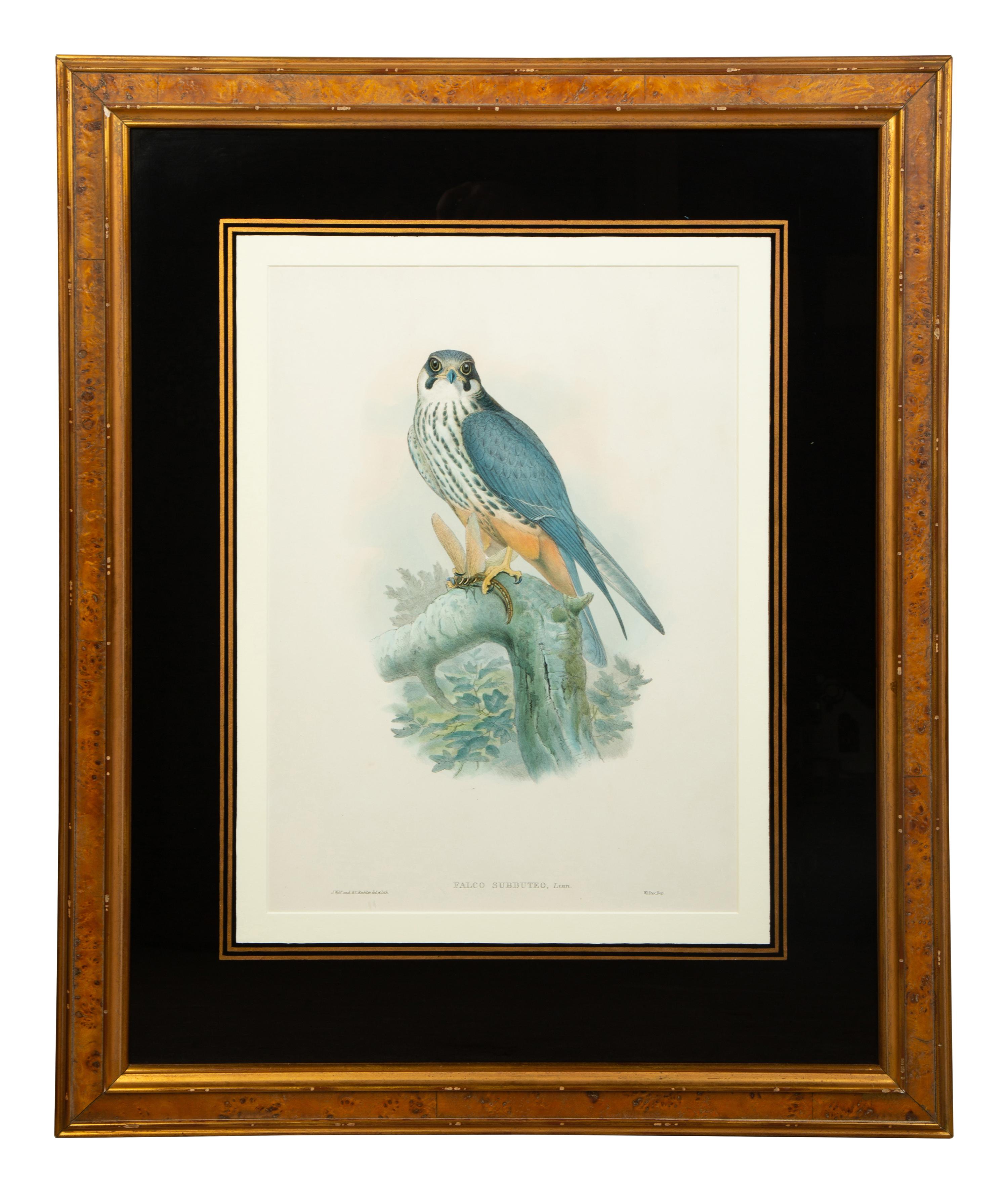 Nine Ornithological Color Lithographs from John Goulds Birds of Great Britain — 19TH CENTURY