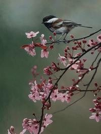 Spring Blossoms , 1997