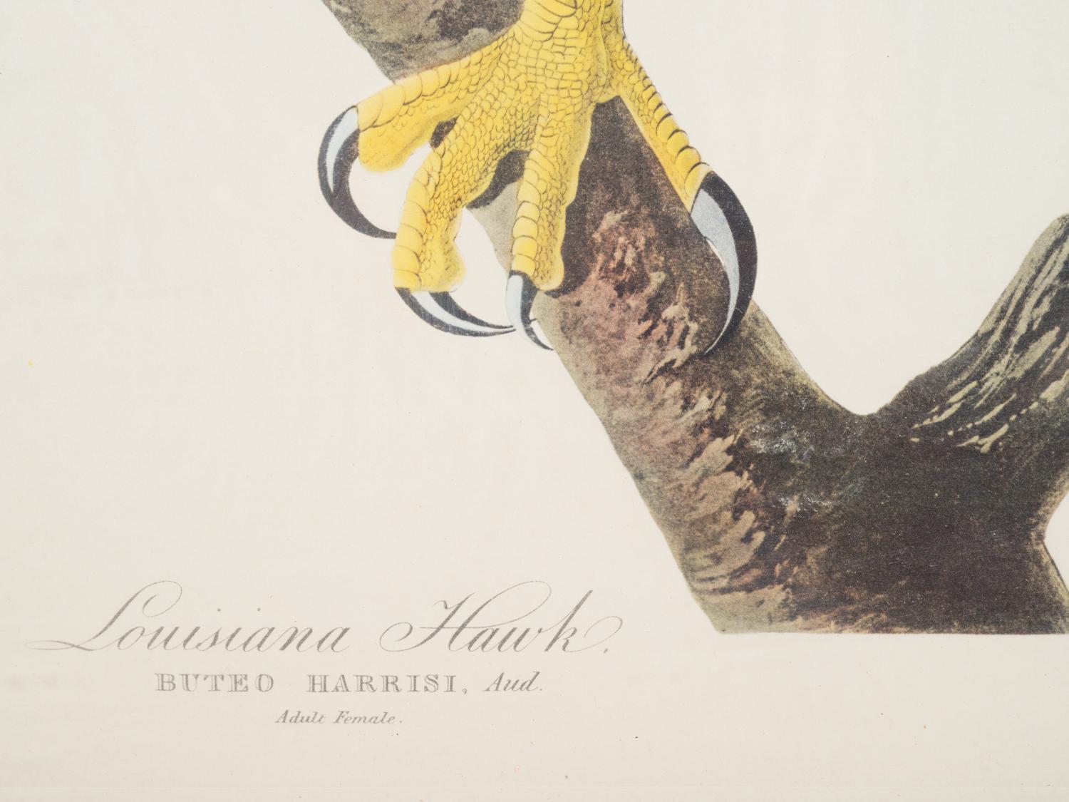 After John James Audubon, 20th Century
