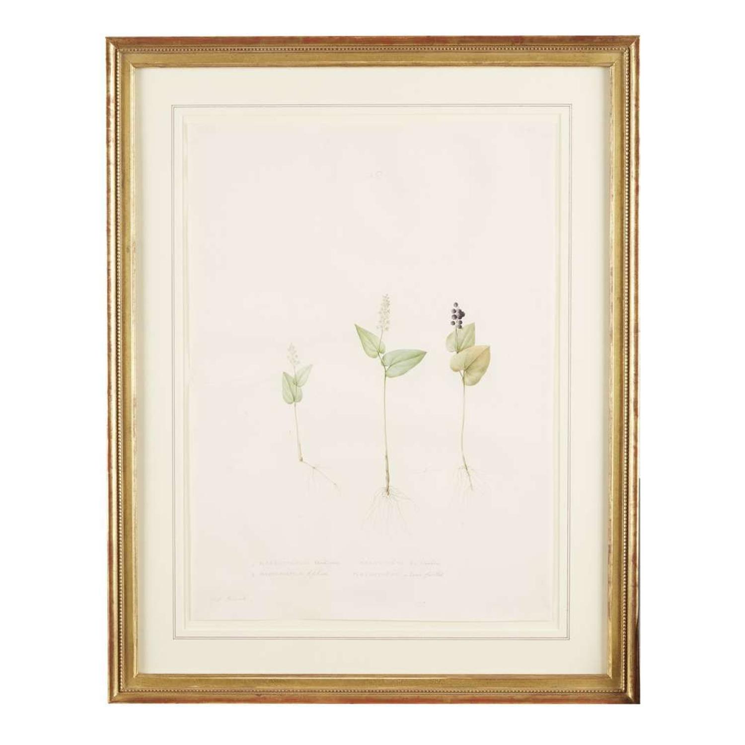 PIERRE-JOSEPH REDOUTÉ (FRENCH 1759–1840) “MAIANTHEMUM" FROM LES LILIACÉES