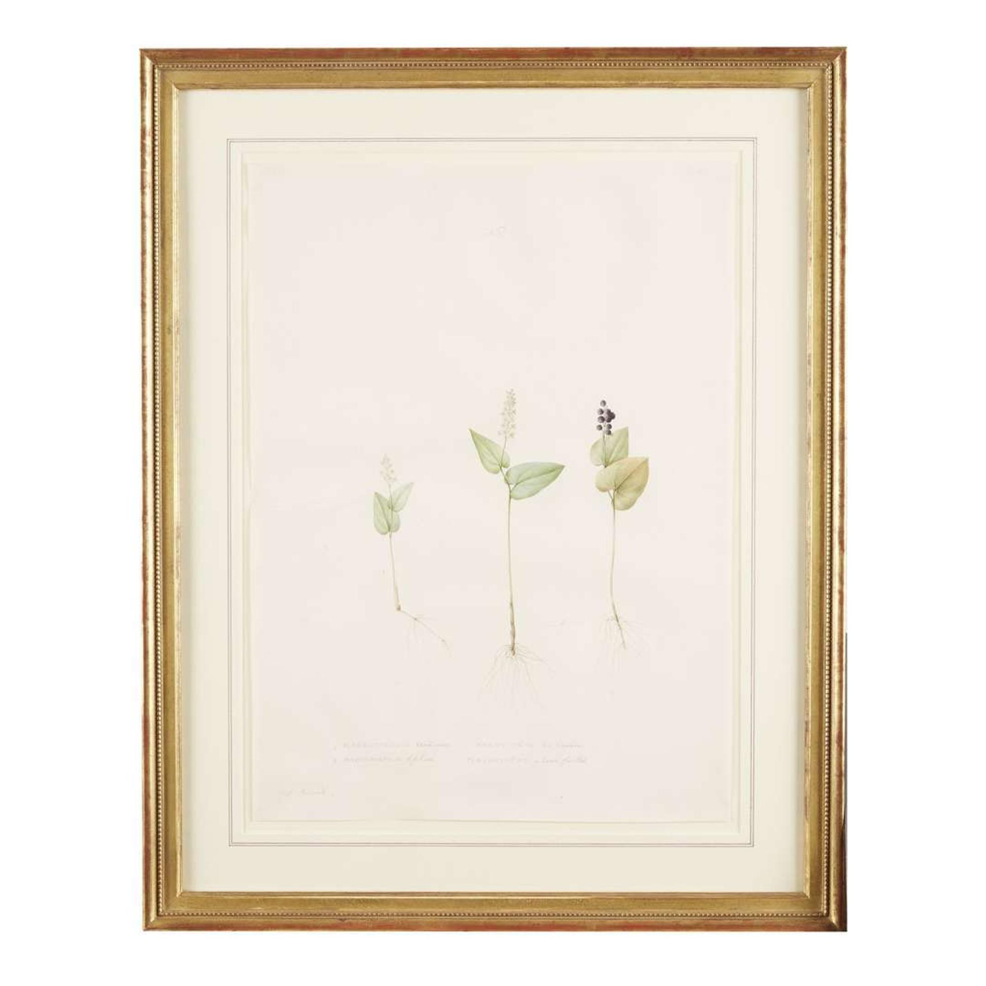 PIERRE-JOSEPH REDOUTÉ (FRENCH 1759–1840) “MAIANTHEMUM" FROM LES LILIACÉES