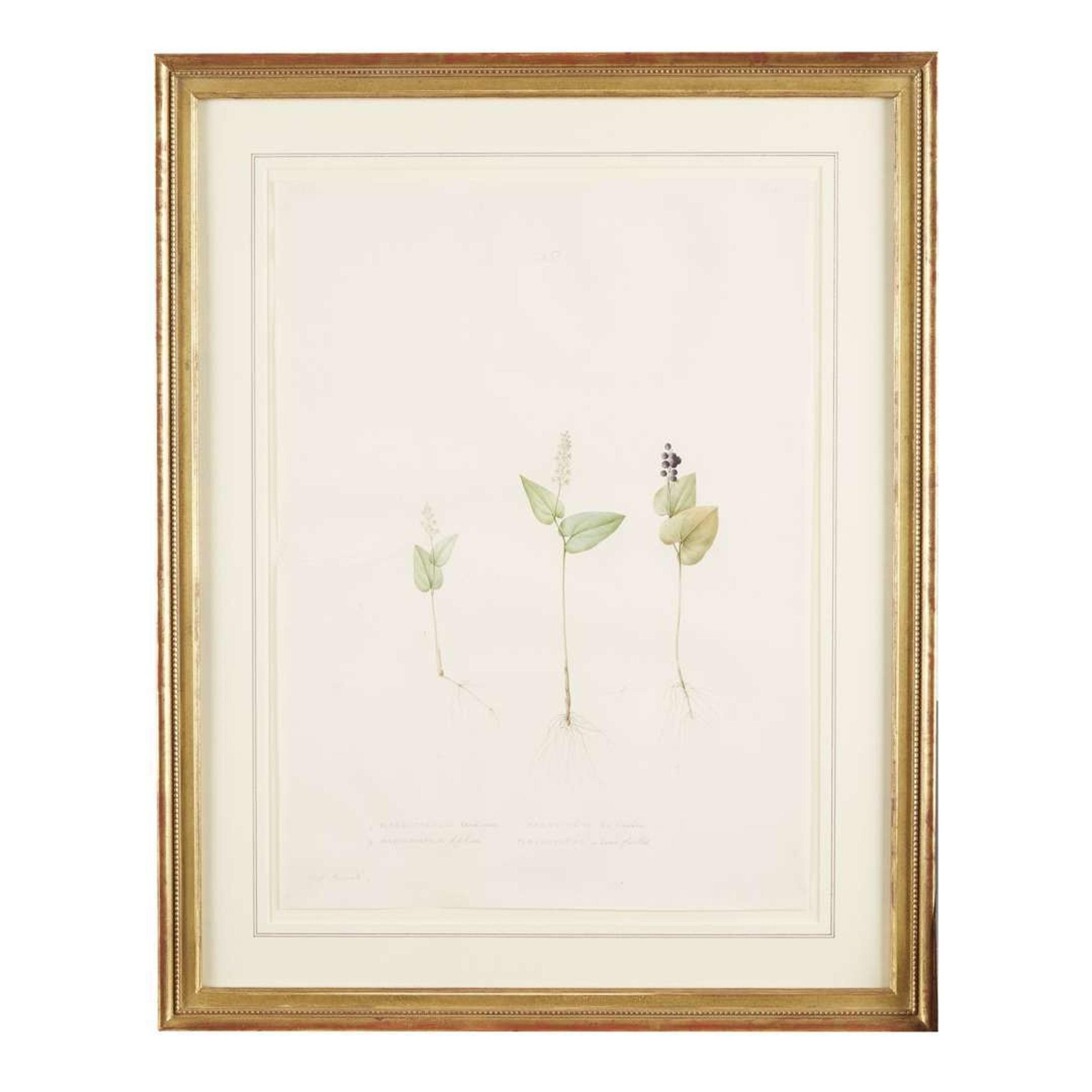 PIERRE-JOSEPH REDOUTÉ (FRENCH 1759–1840) “MAIANTHEMUM" FROM LES LILIACÉES