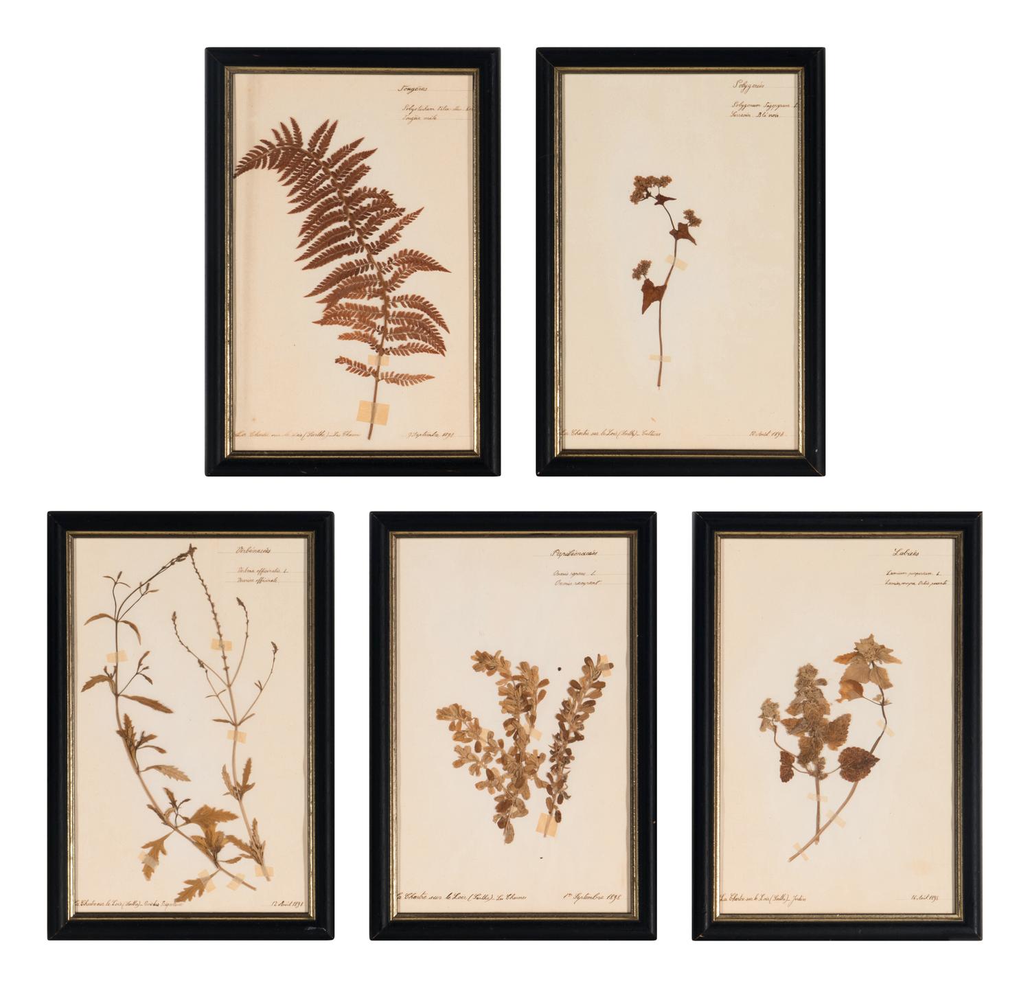 A Set of Forty-Six French Framed Botanical Specimens