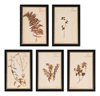 A Set of Forty-Six French Framed Botanical Specimens