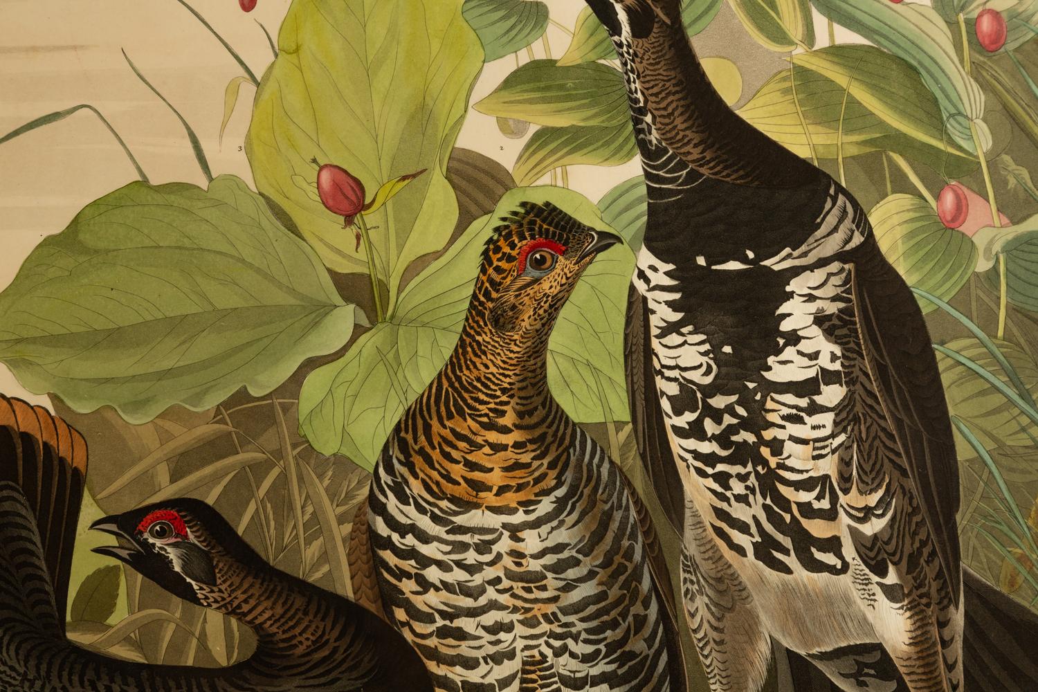 Spotted Grouse