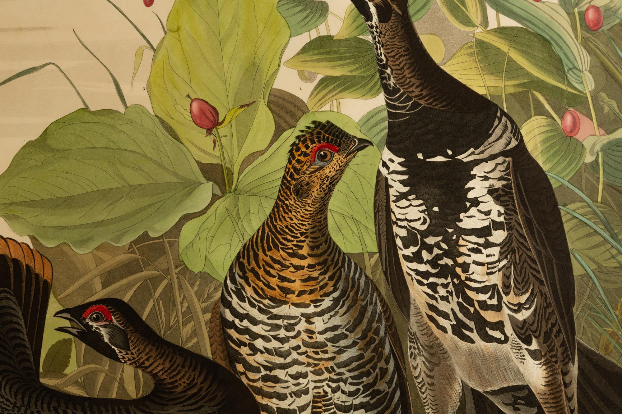 Spotted Grouse
