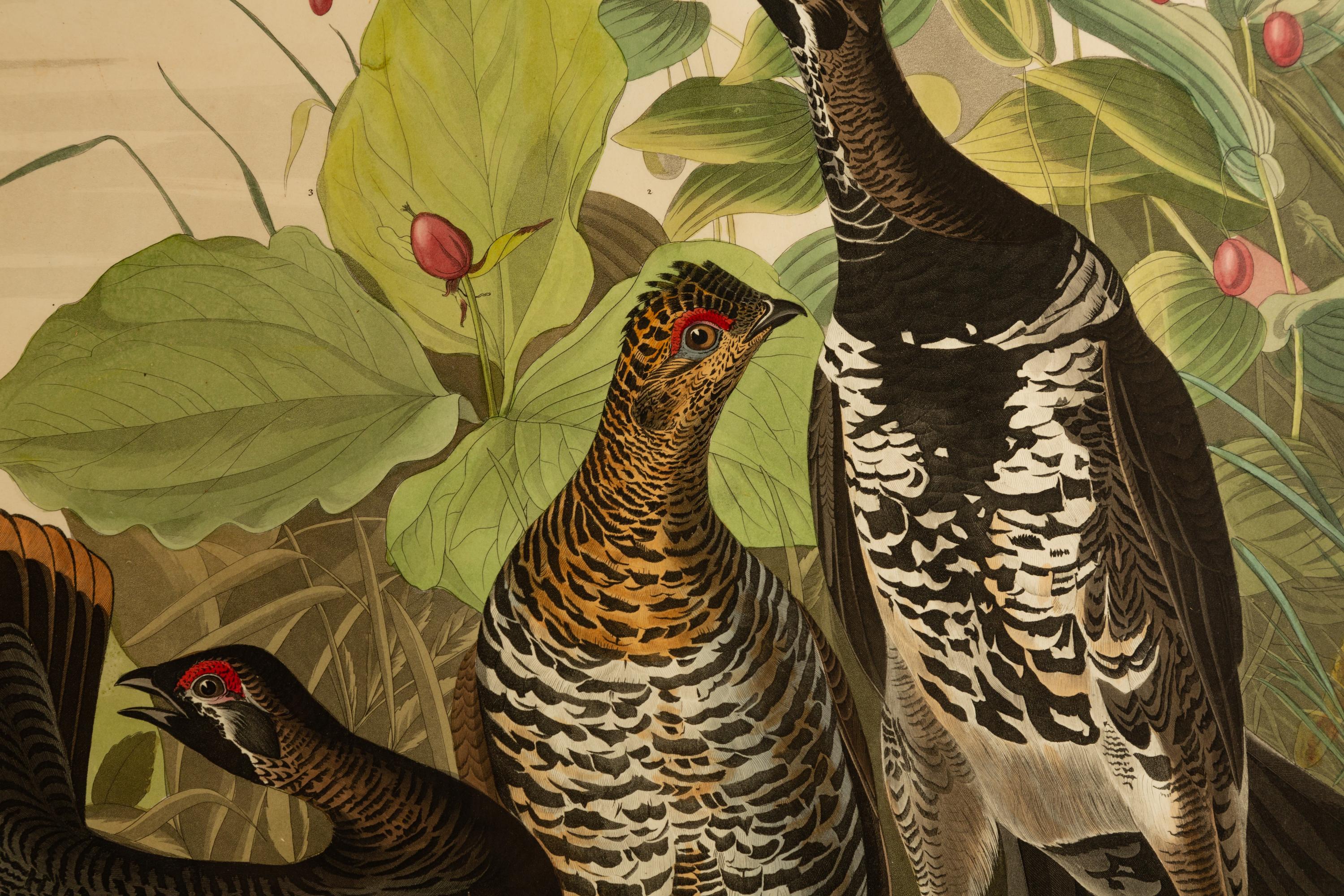 Spotted Grouse
