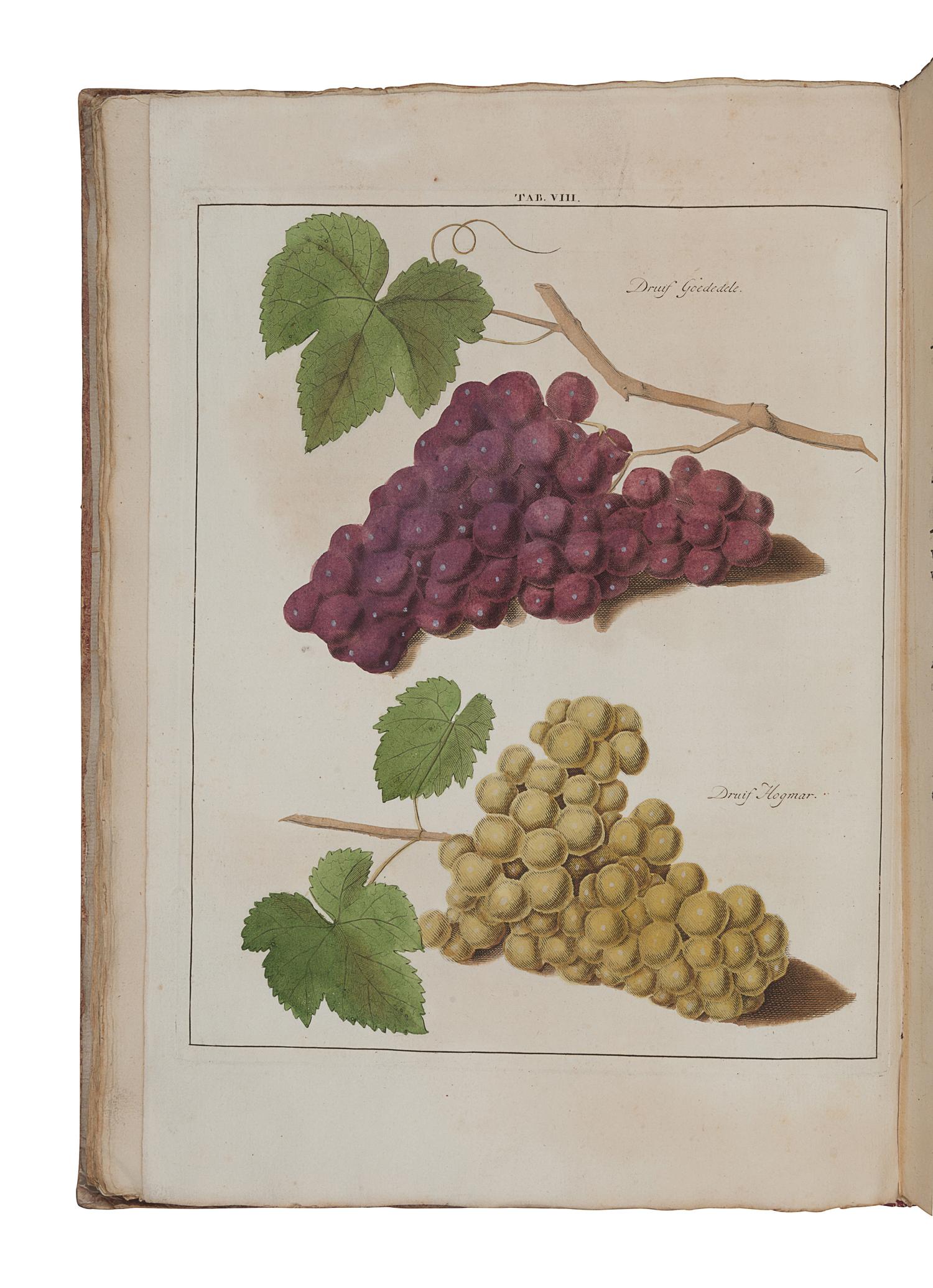 KNOOP, Johann Hermann (ca 1706-1769). Pomologie, ou Description des Meilleures Sortes de Pommes et de Poires. [Bound with:] Fructologie, ou Description des Arbres Fruitiers . Amsterdam: M. Magérus, 1771.