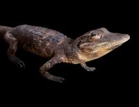 A Taxidermy Cayman ( Caiman crocodilus )