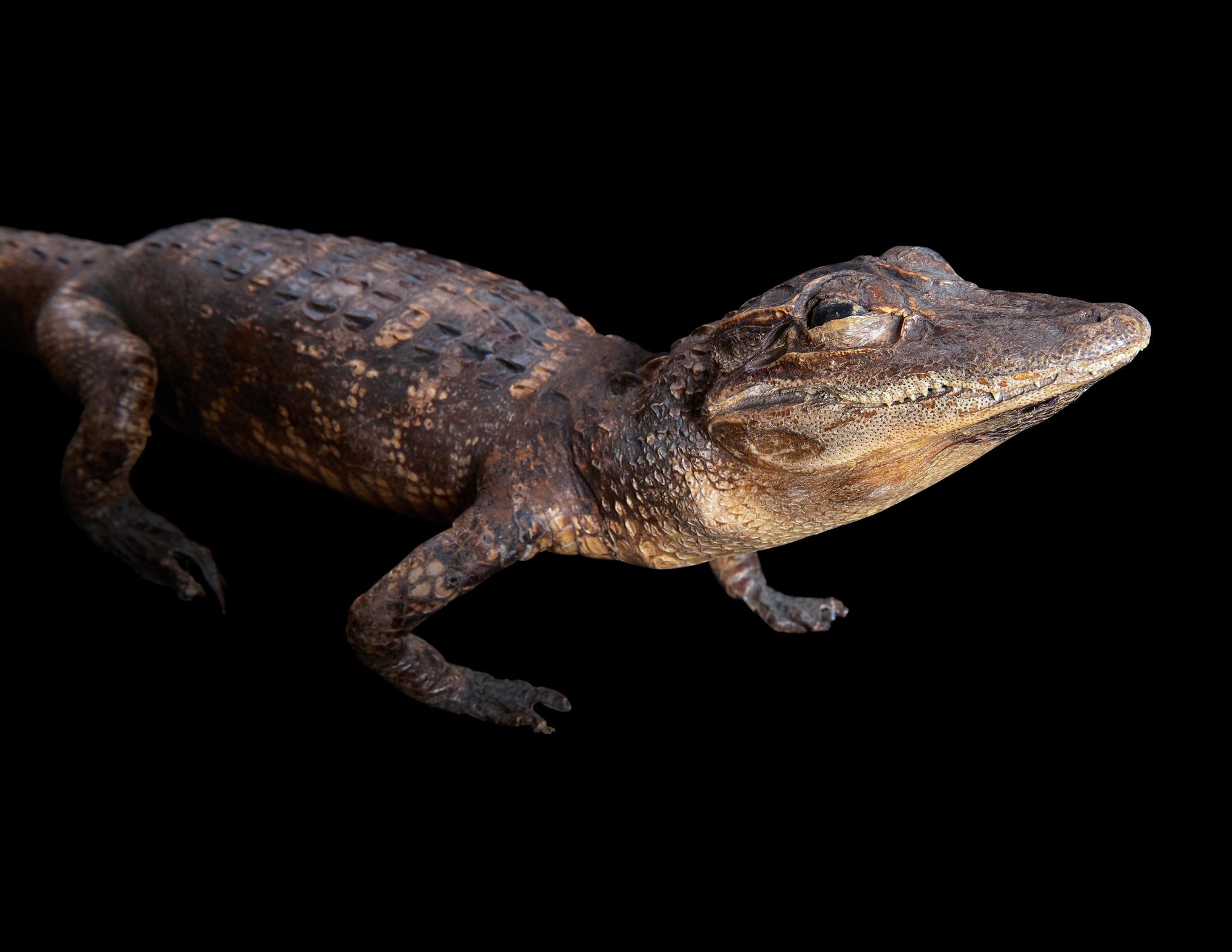 A Taxidermy Cayman ( Caiman crocodilus )