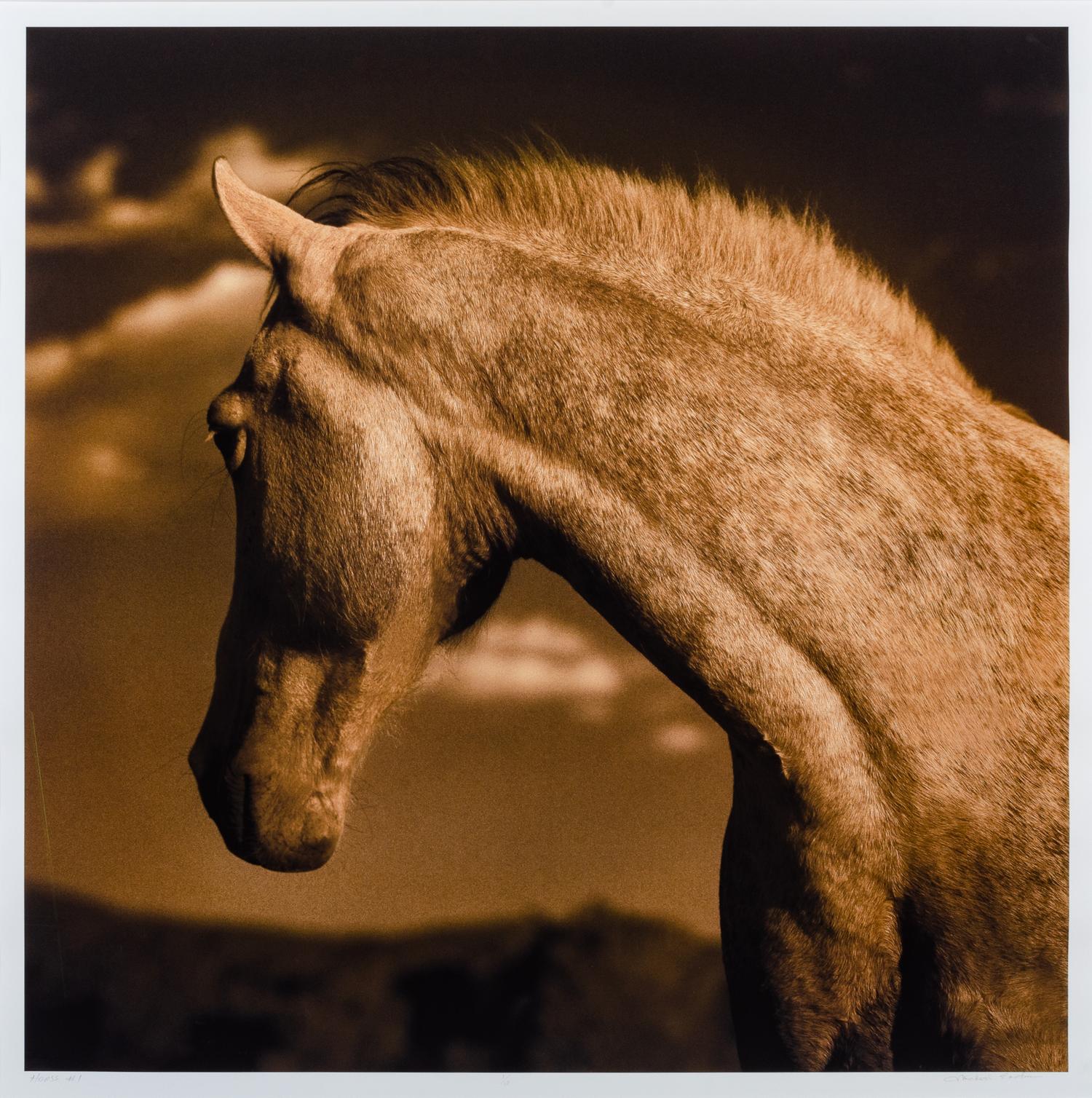 Horse 1 #1/10