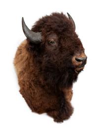American Buffalo Taxidermy Shoulder Mount