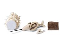 Collection of Arctic Sea Life