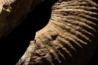 An Ammonite Fossil