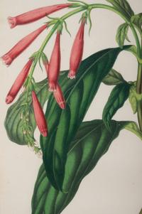 Six Hand-Colored Engravings