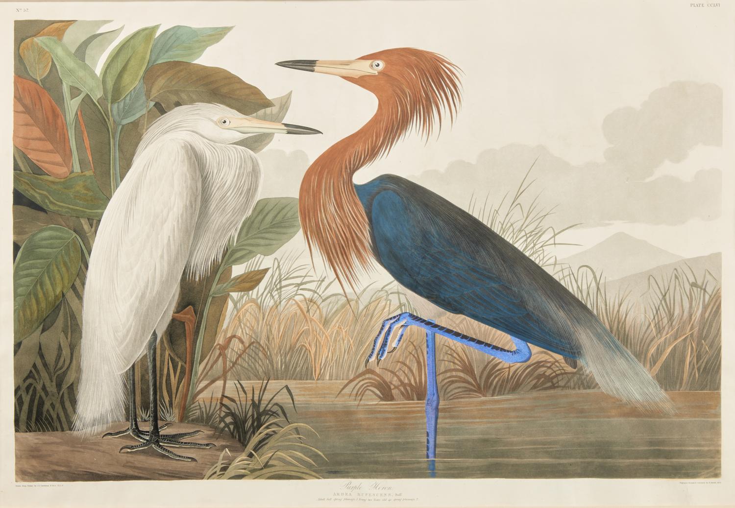 [Prints] Audubon, J(ohn). J(ames). Purple Heron