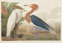 [Prints] Audubon, J(ohn). J(ames). Purple Heron
