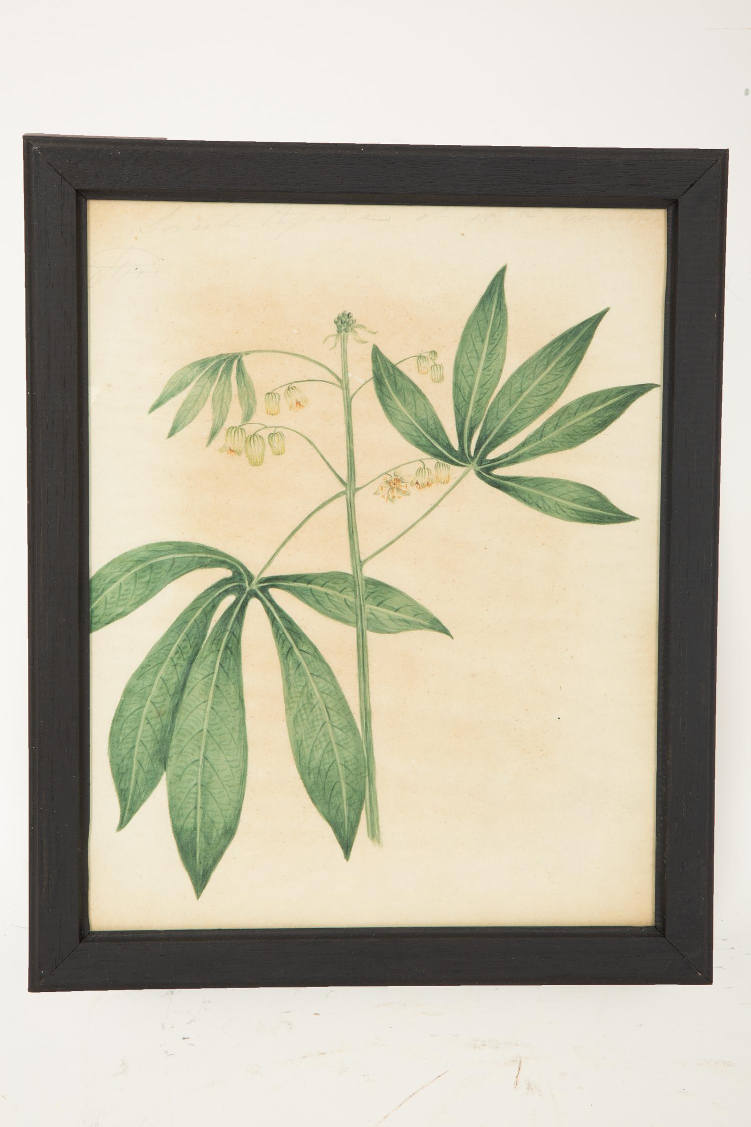 A Set of Eighteen Framed English Botanical Watercolor Illustrations