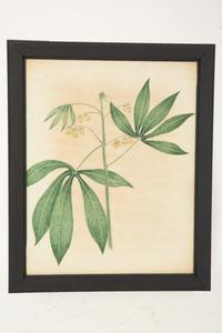A Set of Eighteen Framed English Botanical Watercolor Illustrations