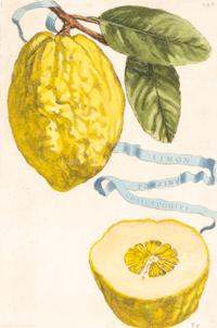 A Set of Eight Giovanni Battista Ferrari Colored Engravings of Fruit From Hesperides
