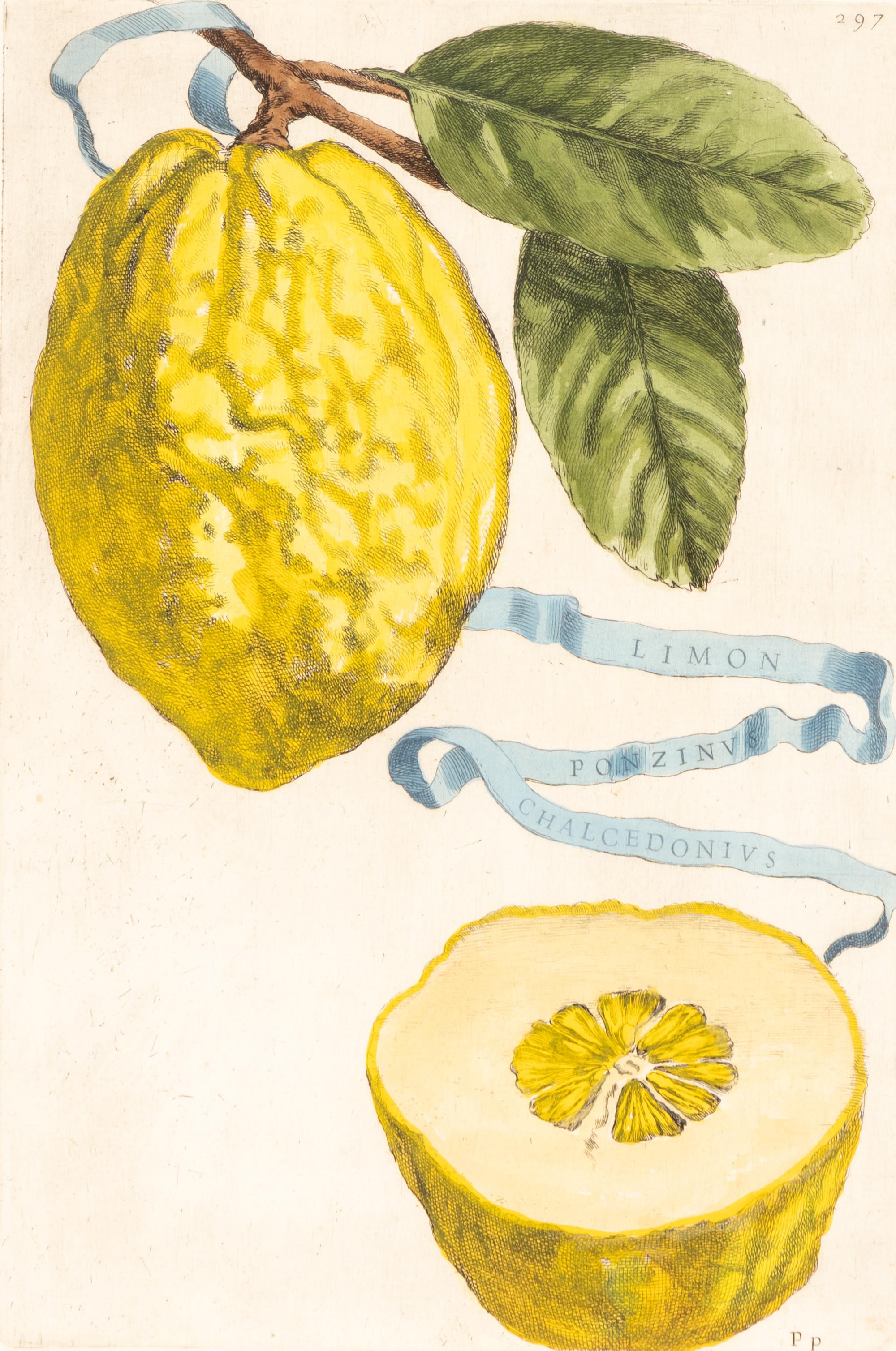 A Set of Eight Giovanni Battista Ferrari Colored Engravings of Fruit From Hesperides