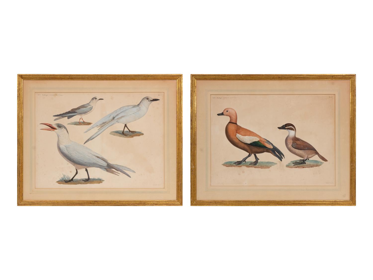 A Group of Two Hand Colored Engravings from Histoire Naturelle Zoologie, by Jules-Cesar Savigny