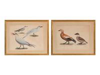 A Group of Two Hand Colored Engravings from Histoire Naturelle Zoologie, by Jules-Cesar Savigny
