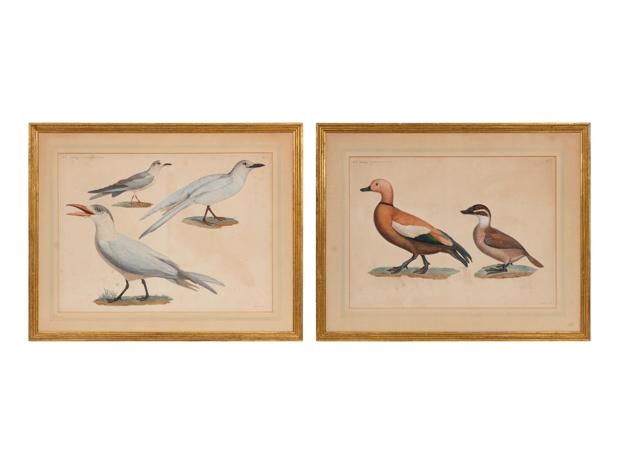 A Group of Two Hand Colored Engravings from Histoire Naturelle Zoologie, by Jules-Cesar Savigny