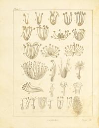 [Children's & Illustrated] Goodrich, Samuel G. The Child's Botany