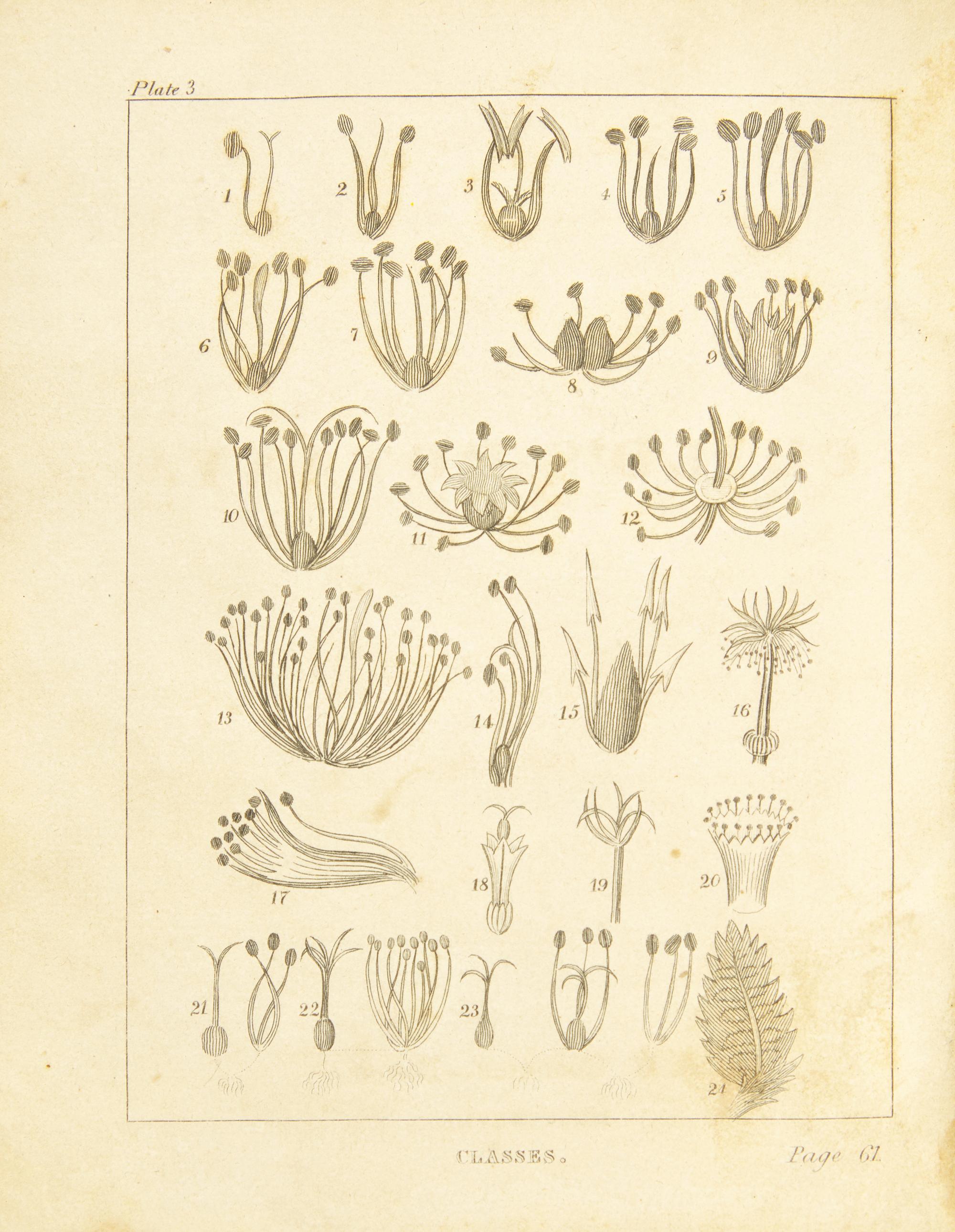 [Children's & Illustrated] Goodrich, Samuel G. The Child's Botany