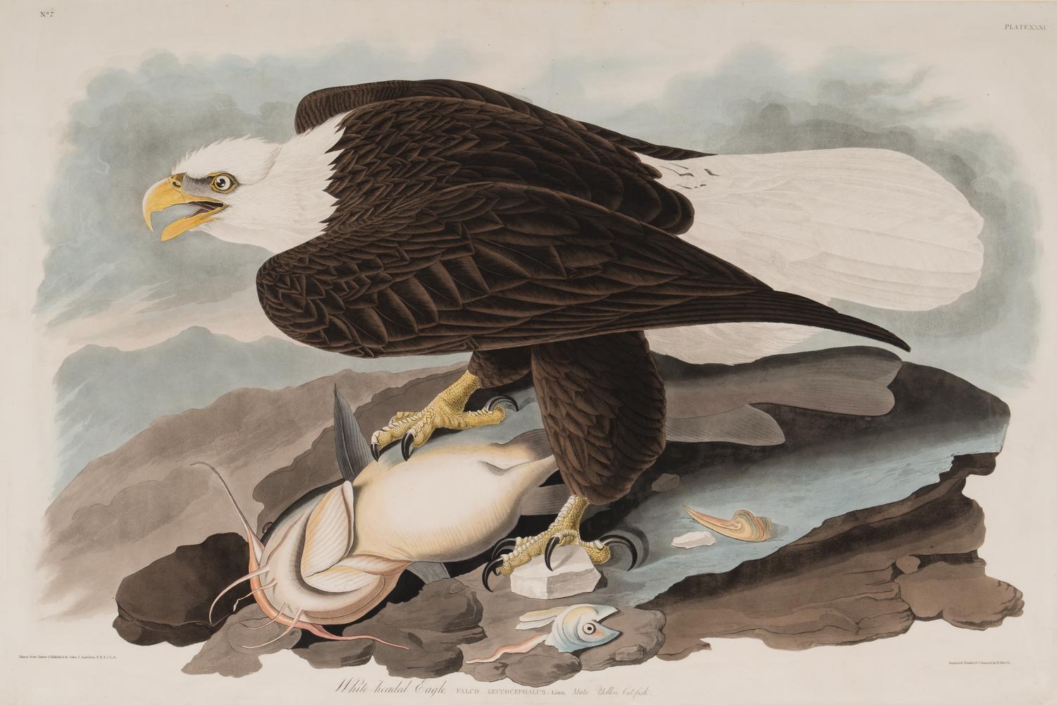 AUDUBON, John James (1785-1851). White-Headed Eagle (Plate XXXI, No. 7) Falco leucocephalus