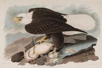 AUDUBON, John James (1785-1851). White-Headed Eagle (Plate XXXI, No. 7) Falco leucocephalus