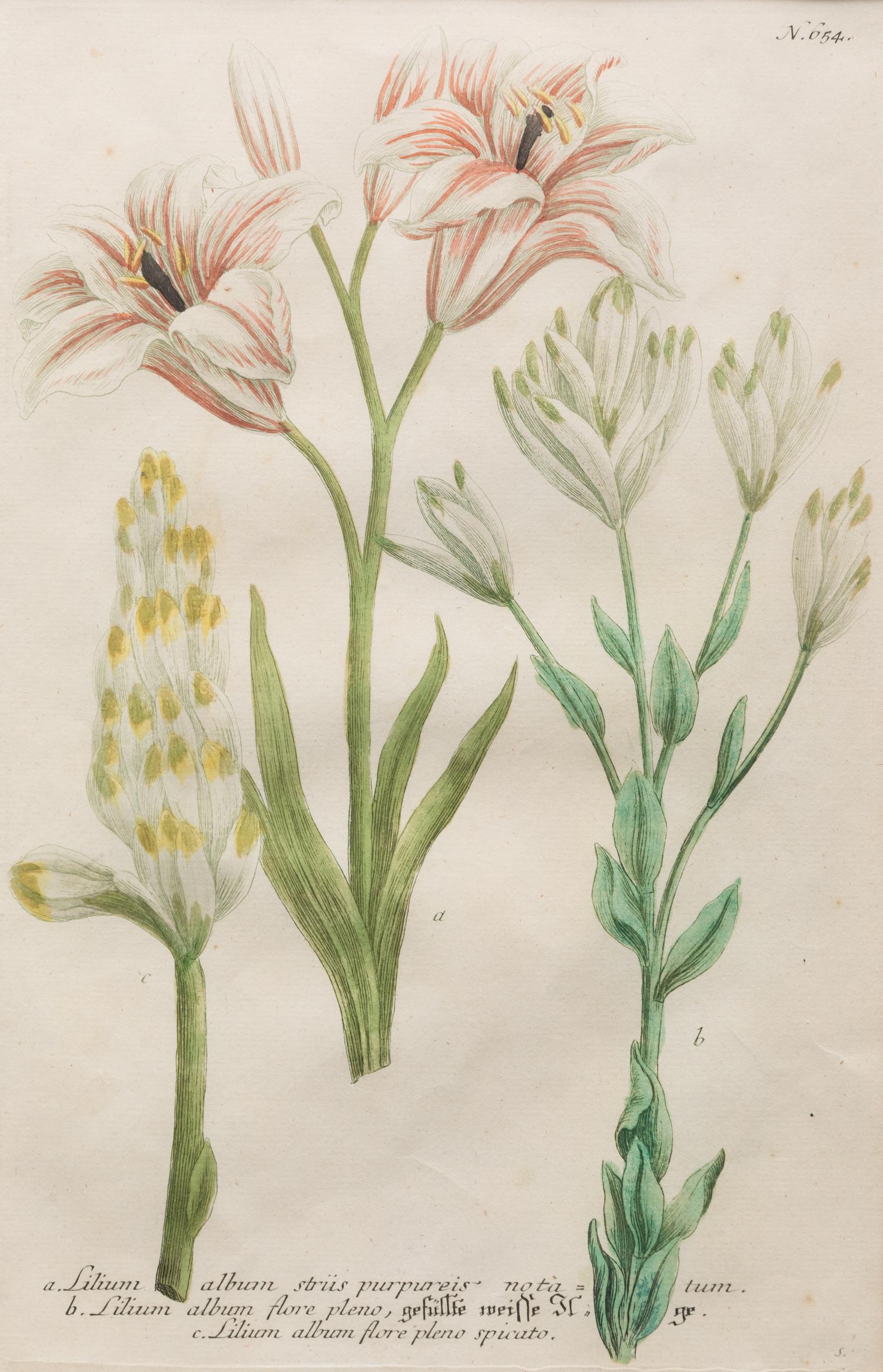 A Group of Johannes Weinamann Botanical Prints from Phytanthoza Iconographia (1737-1745)