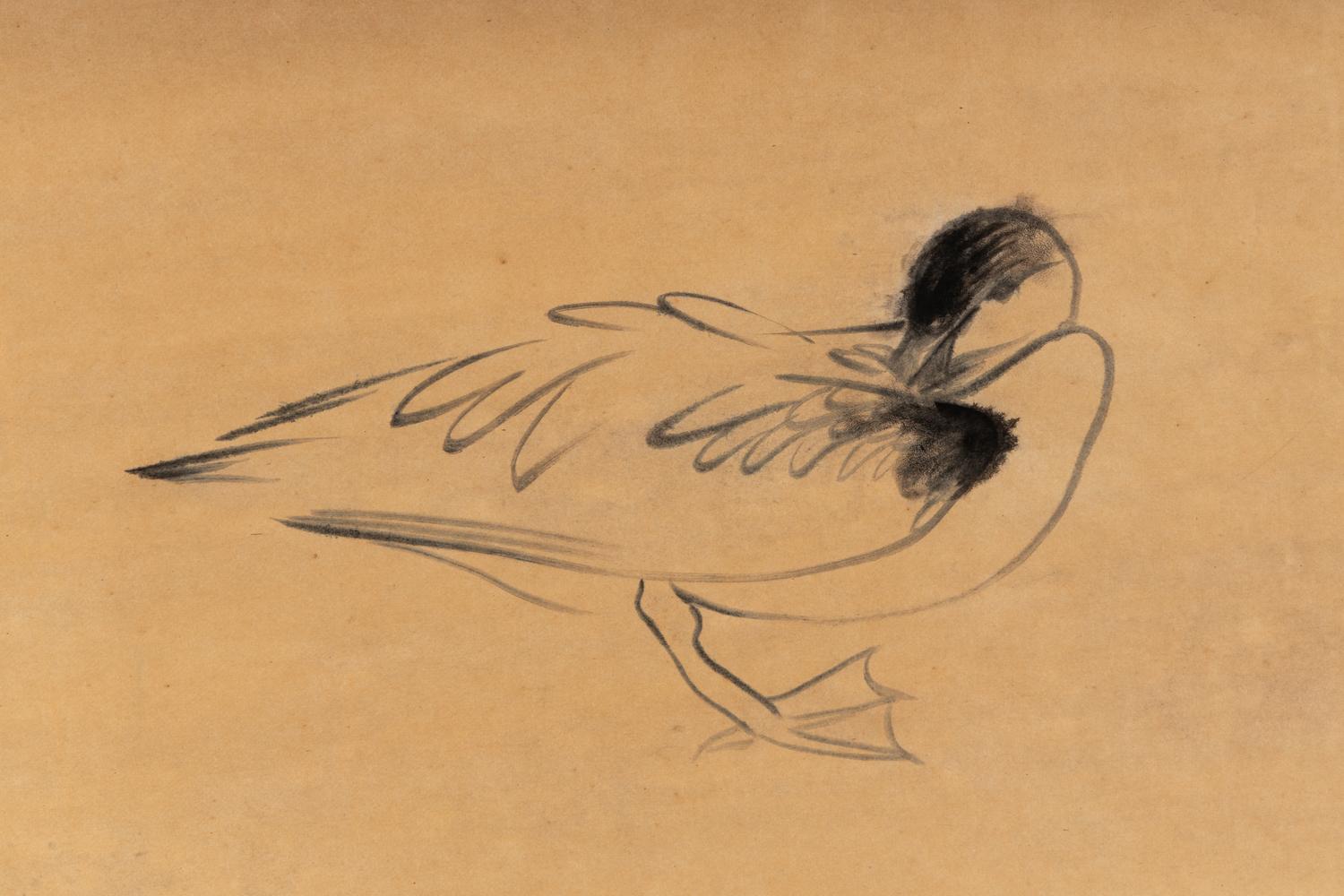 Preening Duck , 1953