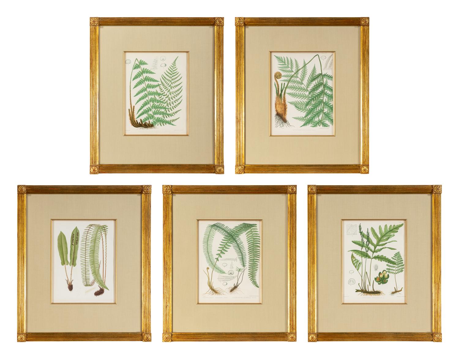 A Set of Seven Botanical Prints in Giltwood Frames