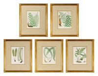 A Set of Seven Botanical Prints in Giltwood Frames