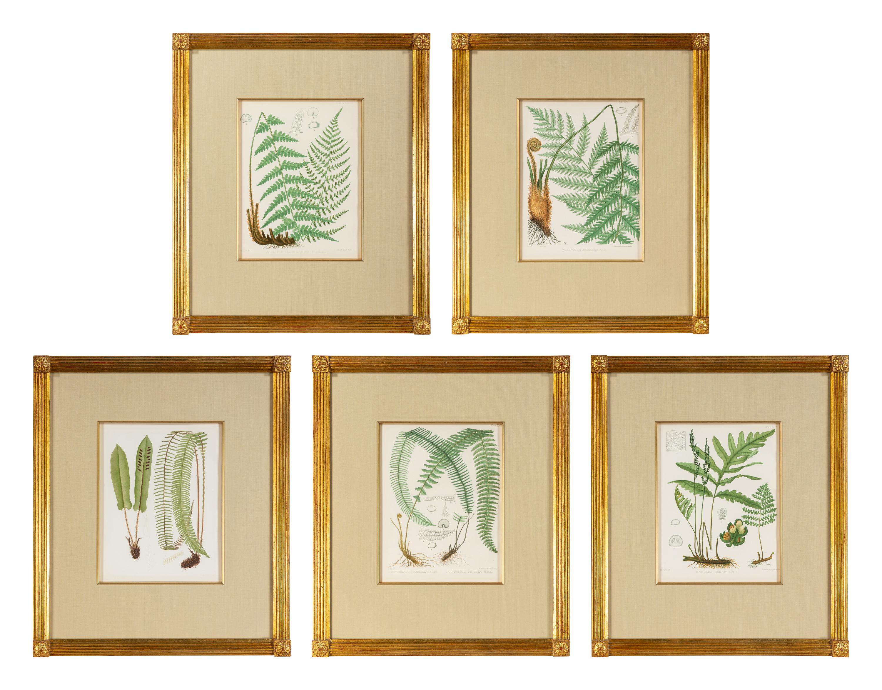 A Set of Seven Botanical Prints in Giltwood Frames