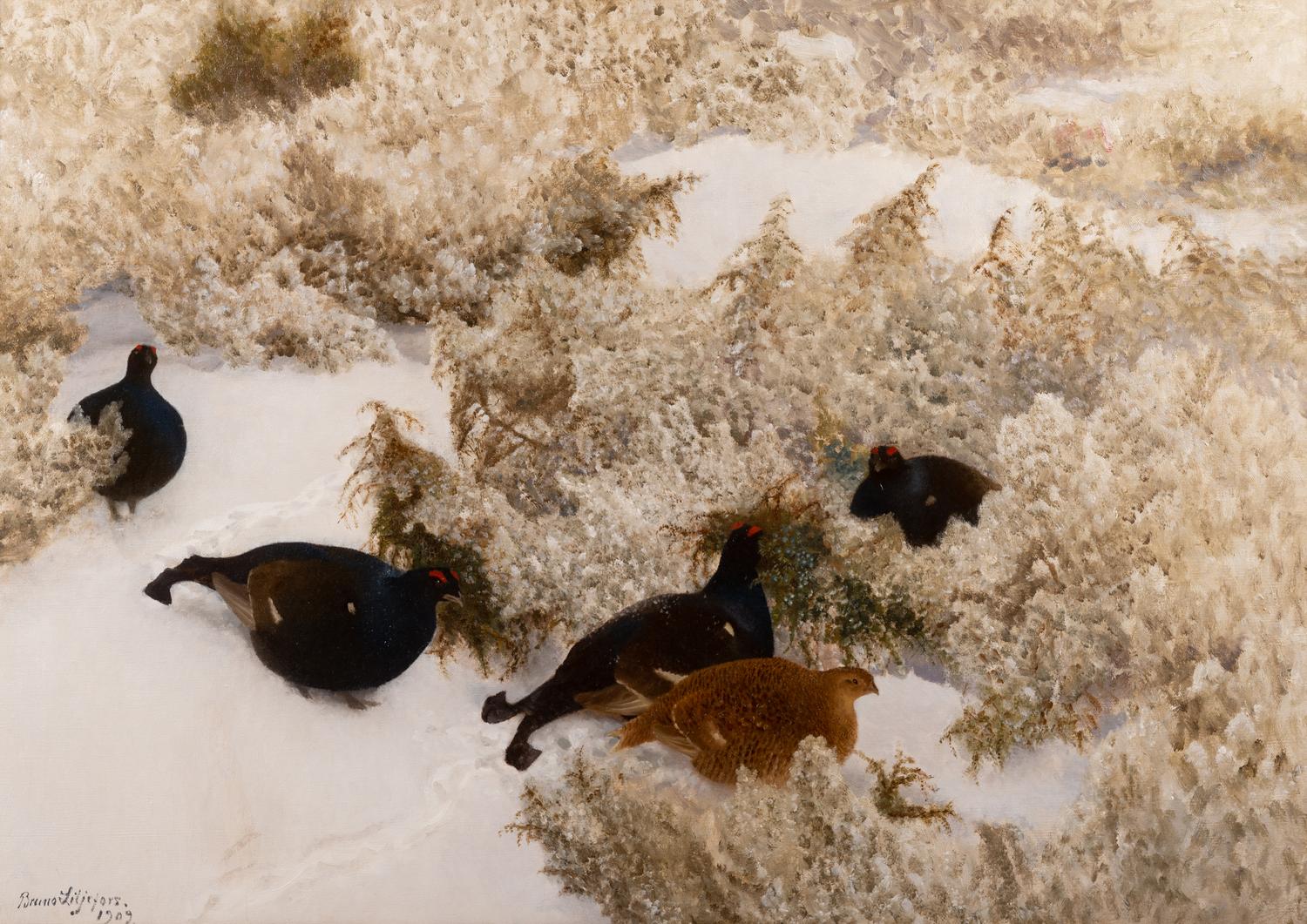 Red Grouse in the Snow