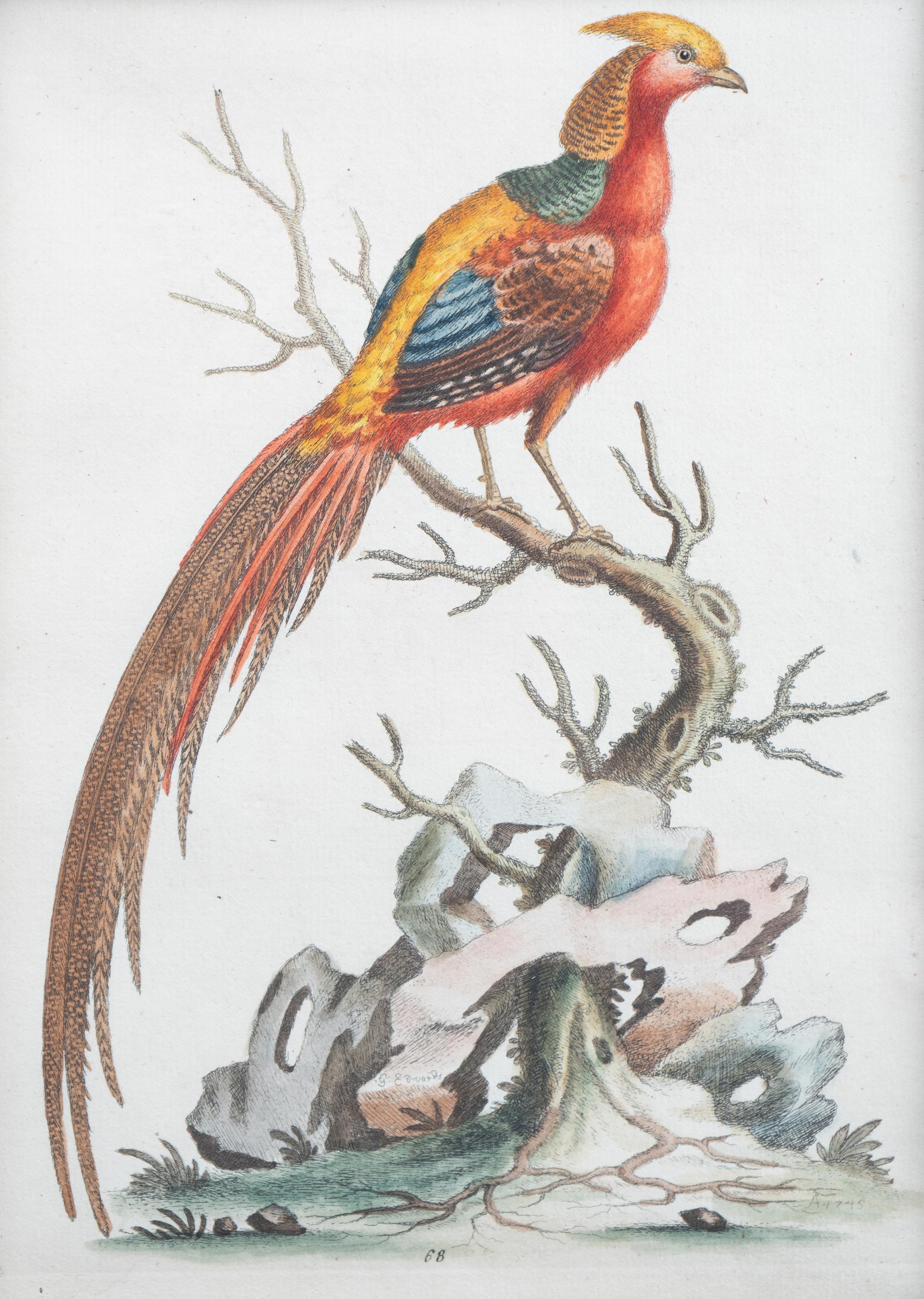 A Set of Eight Hand-Colored Engravings After George Edwards (British, 1694-1773) — LATE 19TH CENTURY