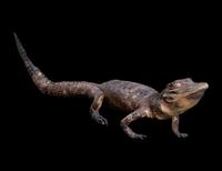 A Taxidermy Cayman ( Caiman crocodilus )